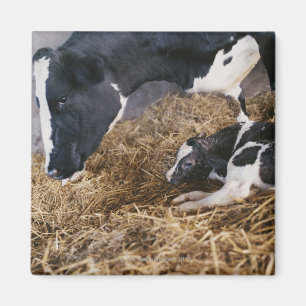 Cow and Calf in Hay Magnet