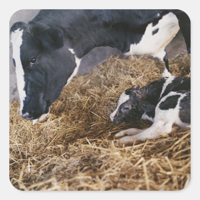 Cow and Calf in Hay Square Sticker (Front)