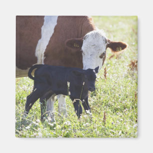 Cow and calf magnet