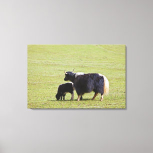 Cow and calf Yak, Lijiang Canvas Print