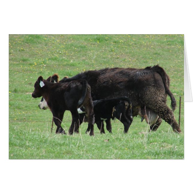 Cow and Calves (Front Horizontal)