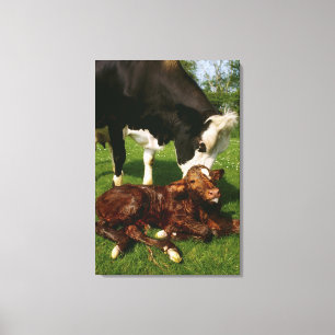 Cow and newborn calf canvas print