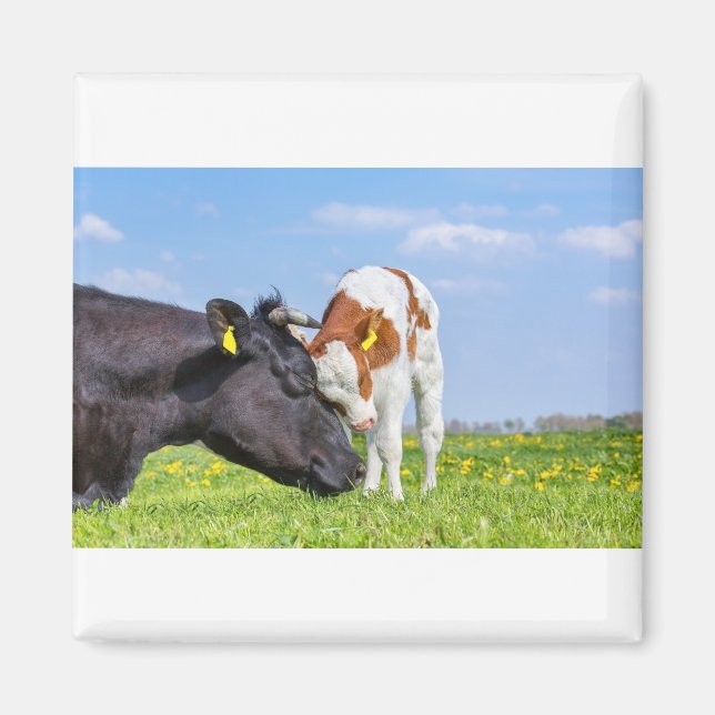 Cow and newborn calf hug each other in meadow.JPG Magnet (Front)