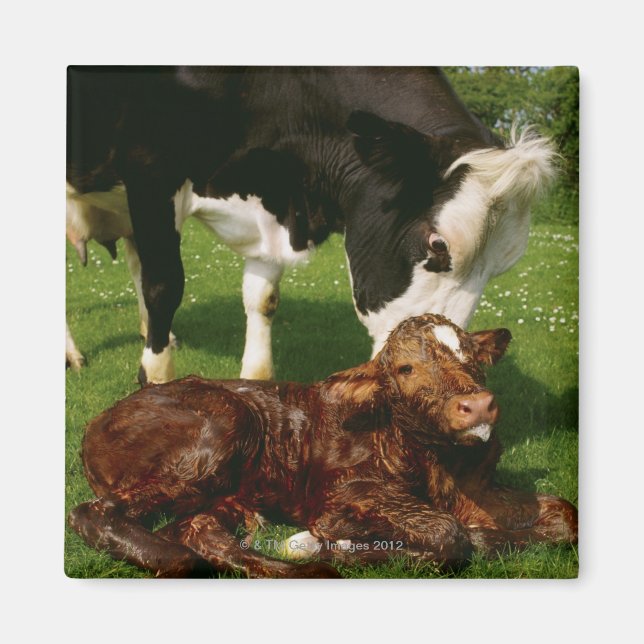 Cow and newborn calf magnet (Front)