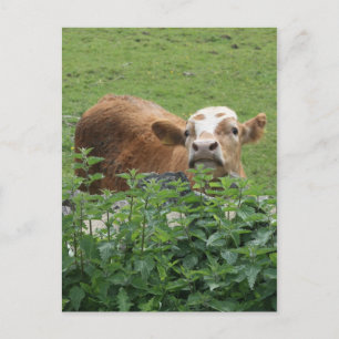 Cow and stinging nettles postcard
