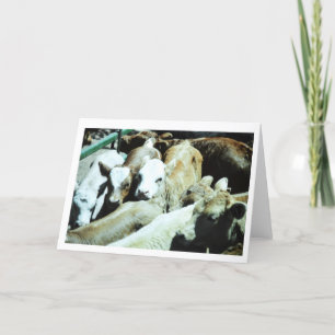 Cow Babies Card