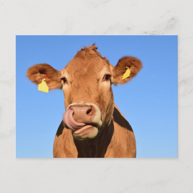 Cow Beef Scotland Highland Postcard (Front)