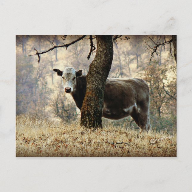 Cow behind Tree Postcard (Front)