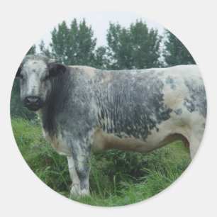 Cow Belgian Blue Classic Round Sticker