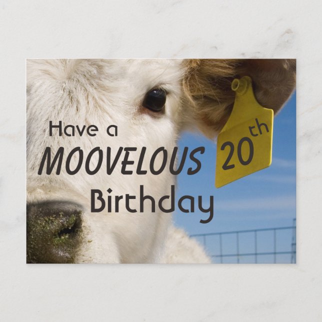 Cow Birthday Number Postcard (Front)