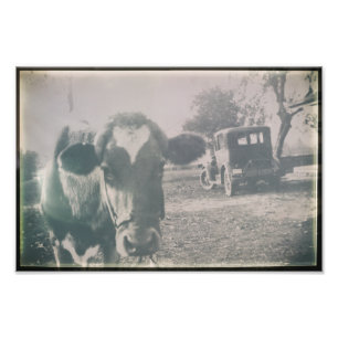 Cow Black & White Antique Cattle Farm Animal Photo Print