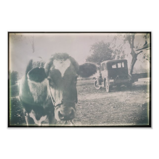 Cow Black & White Antique Cattle Farm Animal Photo Print (Front)