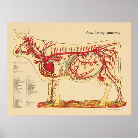 Cow Bovine Veterinary Artery Anatomy Chart | Zazzle.ca