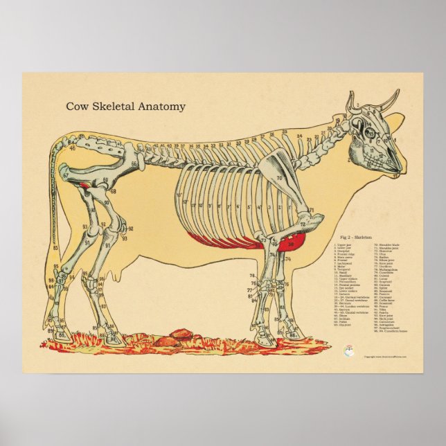 Cow Bovine Veterinary Skeletal Anatomy Chart (Front)