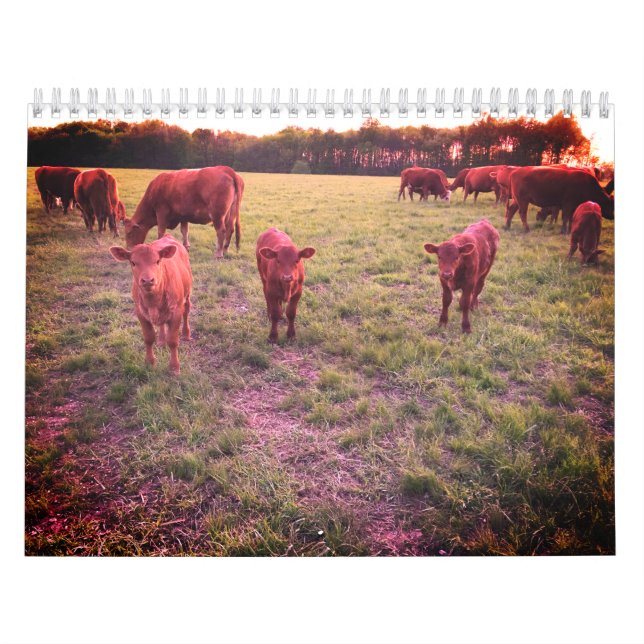 Cow Calendar (Cover)