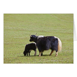 Cow & Calf Yak   Lijiang