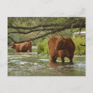Cow card standing in the water Biesbosch