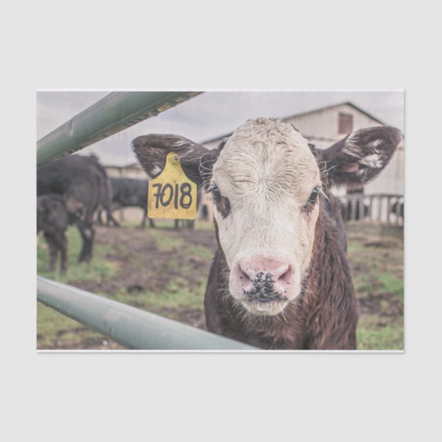 Cow Close-Up, Part 1 Tissue Paper (Front)