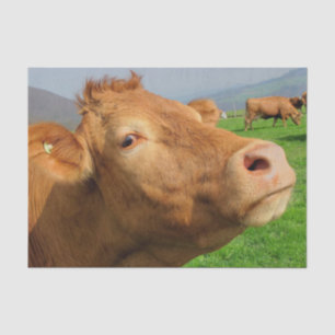 Cow Close-Up, Part 4: The Side-Eye Glare Edition Tissue Paper