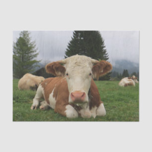 Cow Close-Up, Part 5:  Now, This is the Life!! Tissue Paper