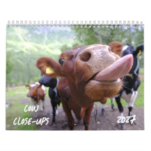 Cow Close-Ups 2027 Calendar