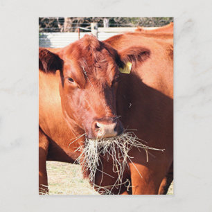 Cow eating hay on farm postcard