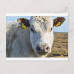 Cow face postcard
