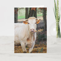 Cow feeding in France