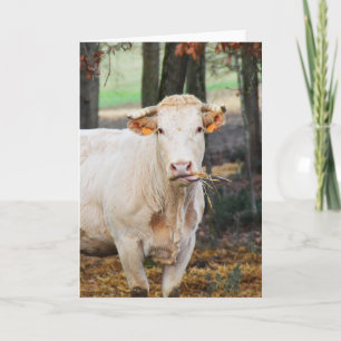 Cow feeding in France Holiday Card
