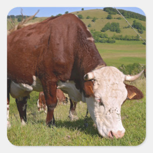 Cow grazing in French Alps Square Sticker