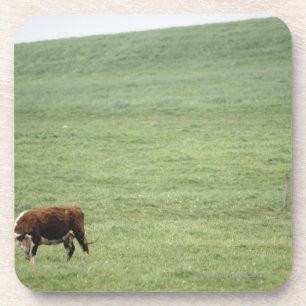 Cow grazing in meadow, Nova Scotia, Canada Coaster