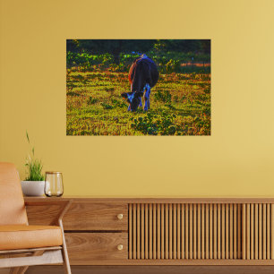 Cow Grazing in Texas Holstein Art Poster