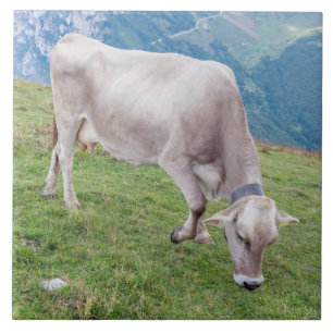 Cow grazing in the Alps ceramic tile