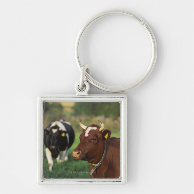 Cow grazing, Sweden. Keychain (Front)