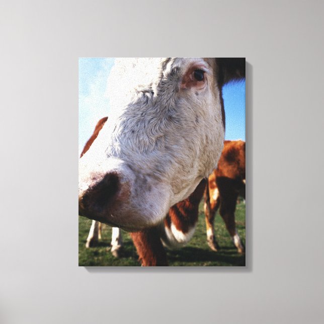 Cow in field, close-up canvas print (Front)