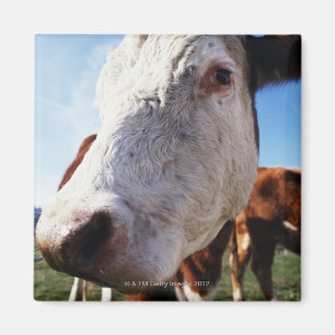 Cow in field, close-up magnet