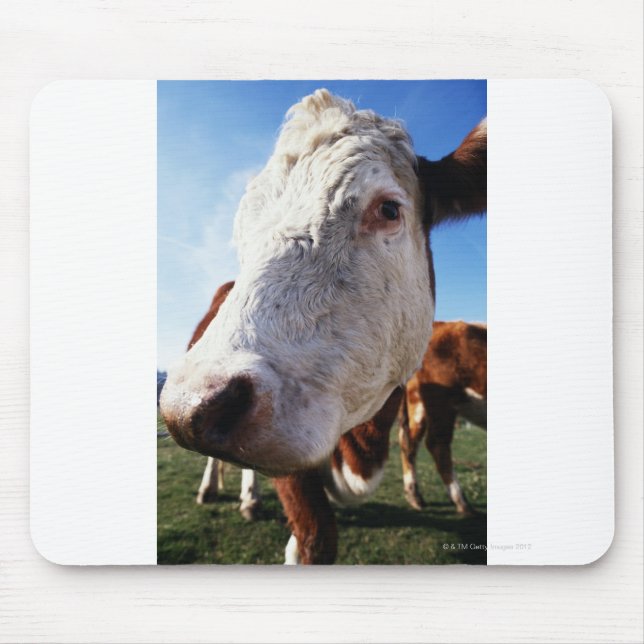 Cow in field, close-up mouse pad (Front)