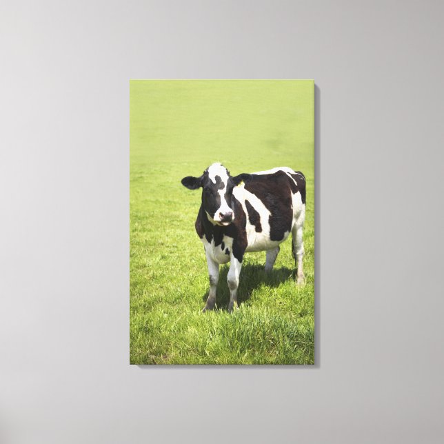 Cow in meadow canvas print (Front)