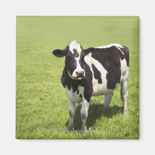 Cow in meadow magnet