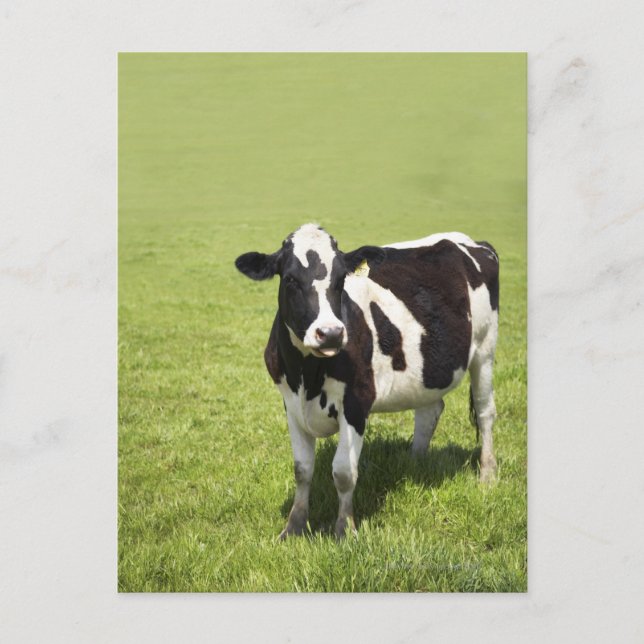 Cow in meadow postcard (Front)