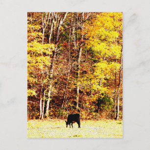 Cow in Paradise Postcard