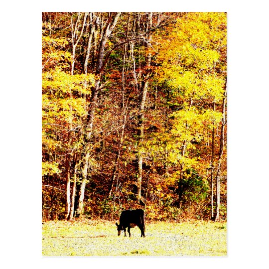 Cow in Paradise Postcard