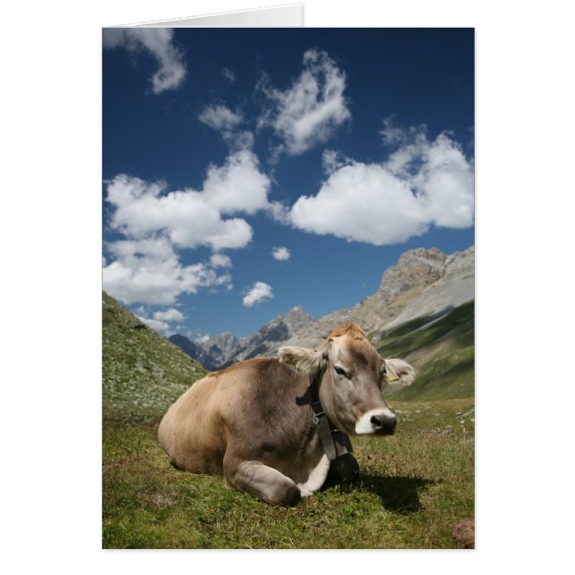 Cow in Pasture (Front)