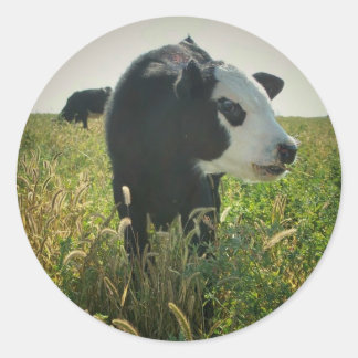 Cow in Pasture Sticker