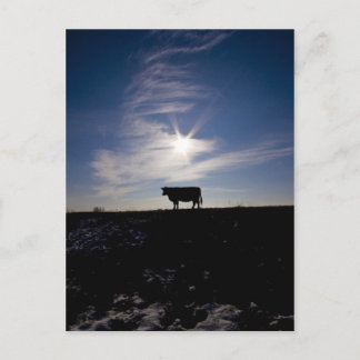 cow in the sun postcard