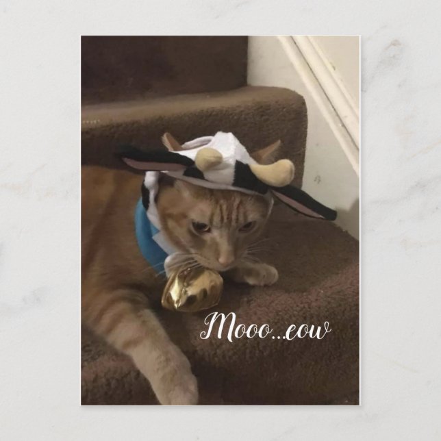 Cow Lancelot Postcard (Front)