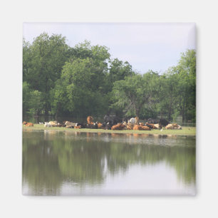 Cow Magnet