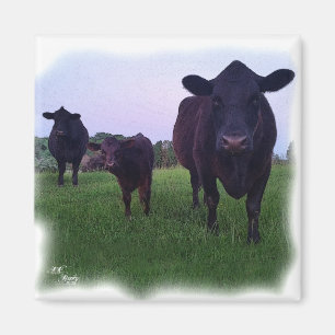 COW MAGNET !