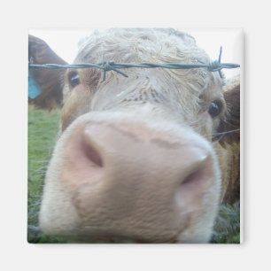cow magnet