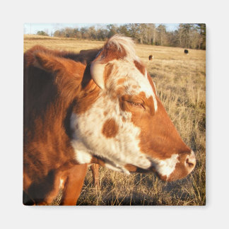 Cow magnet: Fancy Magnet